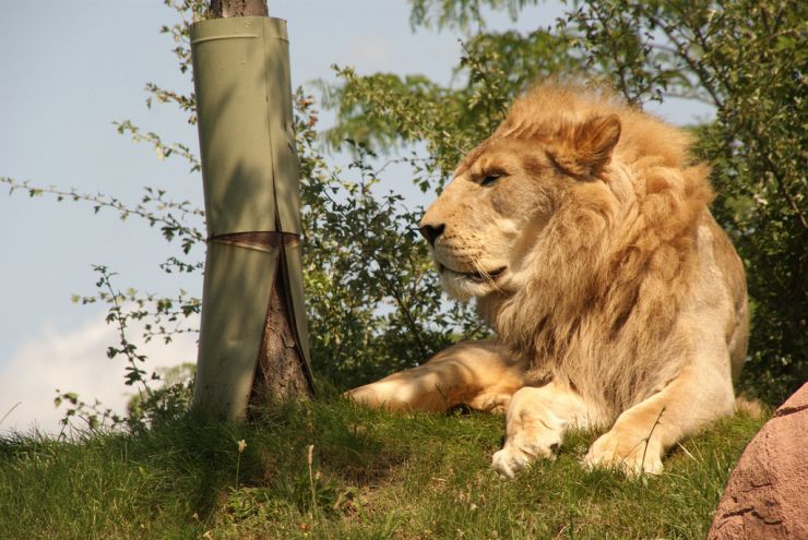 A majestic lion watches over the Toronto Zoo