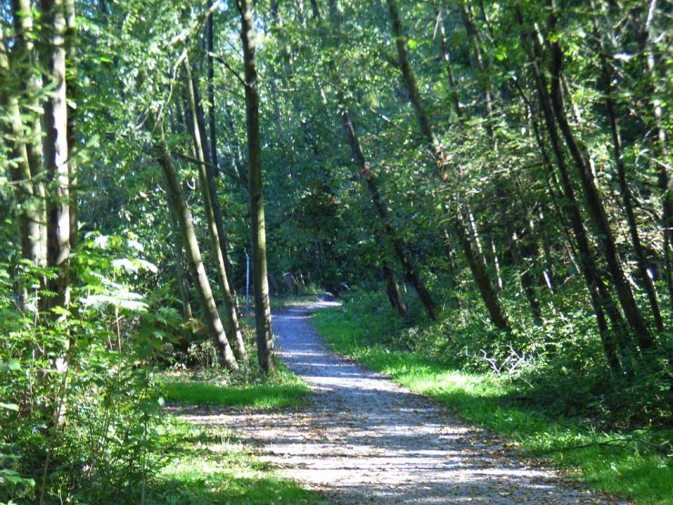 Central Park Walking Path