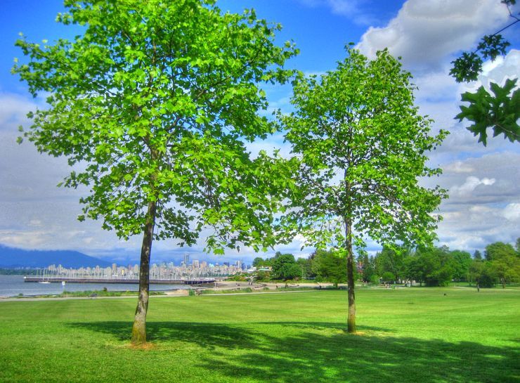 Jericho Beach Park with the Vancouver Skyline off in the Distance 