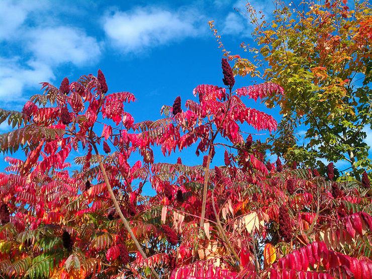 UBC Botanical Garden in the Fall